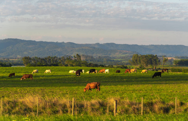 Сельский пейзаж на юге Бразилии. Площадь ферм, где разведение крупного рогатого скота происходит на обширных территориях. Головы крупного рогатого скота питаются животноводством. Говяжий скот. Производство сельскохозяйственной продукции
. - Фото, изображение