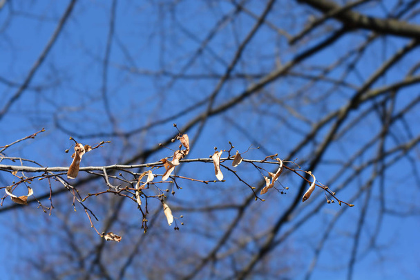 Small-leaved lime branch with dry seeds and buds - Latin name - Tilia cordata - Фото, изображение