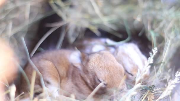 Kleine Kaninchen schlafen im Nest - Filmmaterial, Video