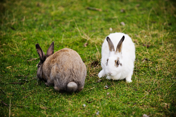 coniglietti pasquali sull'erba verde - Foto, afbeelding