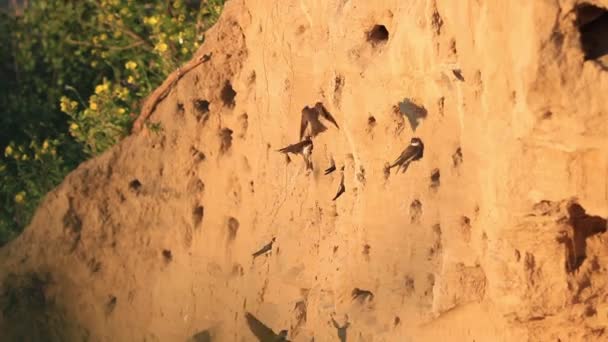 sand martins in dawn dig holes in the sand - Materiał filmowy, wideo