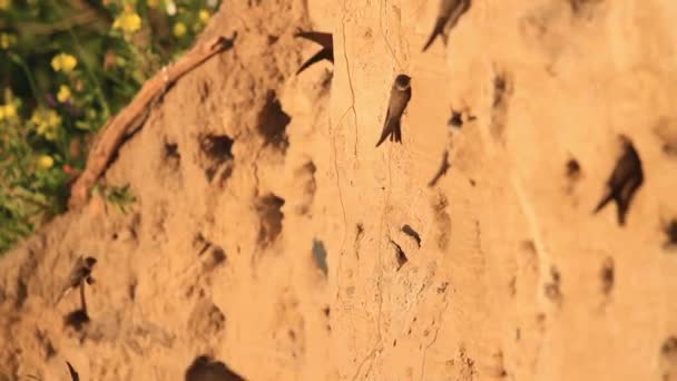 sand martins in the dawn sit at their norm - Footage, Video