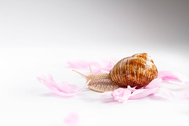 escargot rampant sur de délicats pétales de fleurs
 - Photo, image