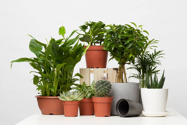Houseplants in pots isolated on blank gray background - 写真・画像