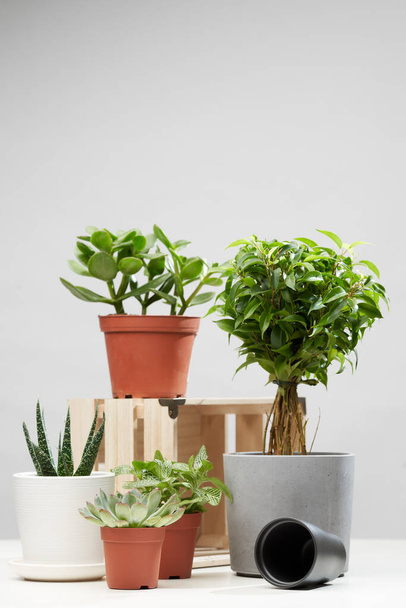 Indoor flowers, cacti in pots on empty isolated gray background - Foto, Bild