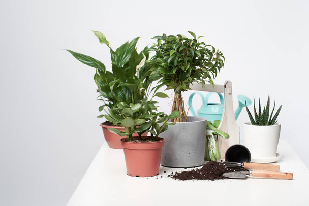 Home green plants, cacti in pots with scoop and rake on empty gray background - Valokuva, kuva