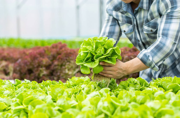rolnik odebrać świeże warzywa hydroponiczne w koszyku i dać klientowi w gospodarstwie - Zdjęcie, obraz
