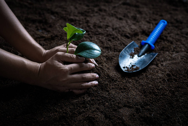 Young tient les gaulis et plante de petits arbres sur le sol. Commencer à protéger et à sauver le monde en plantant des forêts t - Photo, image