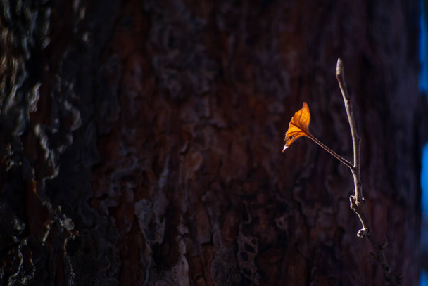 秋の太陽の光は、乾燥した葉を持つリンゴの木の枝に落ちます。松の背景に枝のクローズアップ。選択的焦点 - 写真・画像