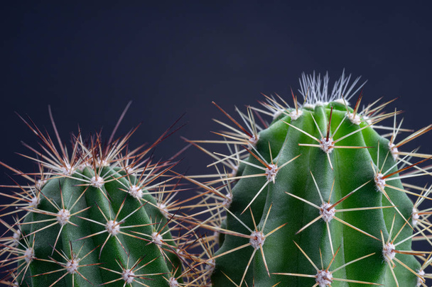 Close up of beautiful group of cactus on black background - Photo, image