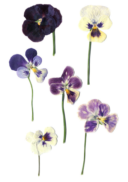 Herbário. Saintpaulia ionantha. flores violetas secas. isolado em fundo branco
. - Foto, Imagem