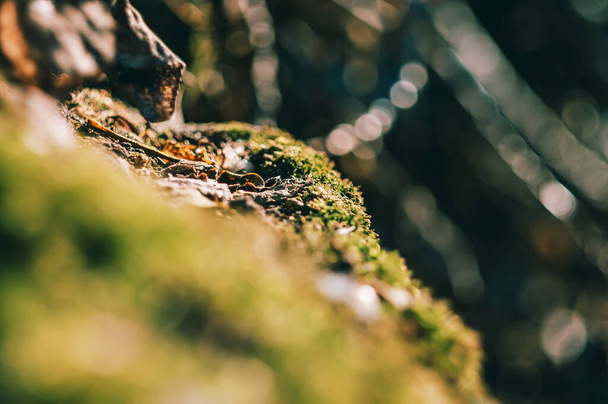 macro photo of green moss in early spring on a stone. - Zdjęcie, obraz