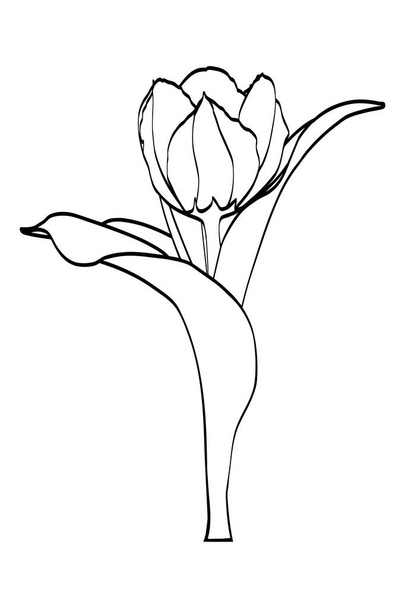 Λουλούδι τουλίπας με φύλλα - μαύρο περίγραμμα καλλιγραφία στυλό - Διάνυσμα, εικόνα