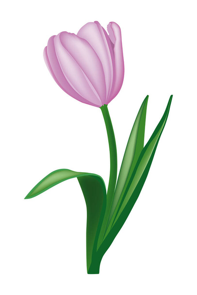Purple tulip flower with three leaves - shadows  - Вектор,изображение