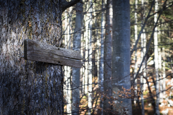 Vieux panneau de direction en bois guide le chemin jeté la forêt à l'automne
 - Photo, image