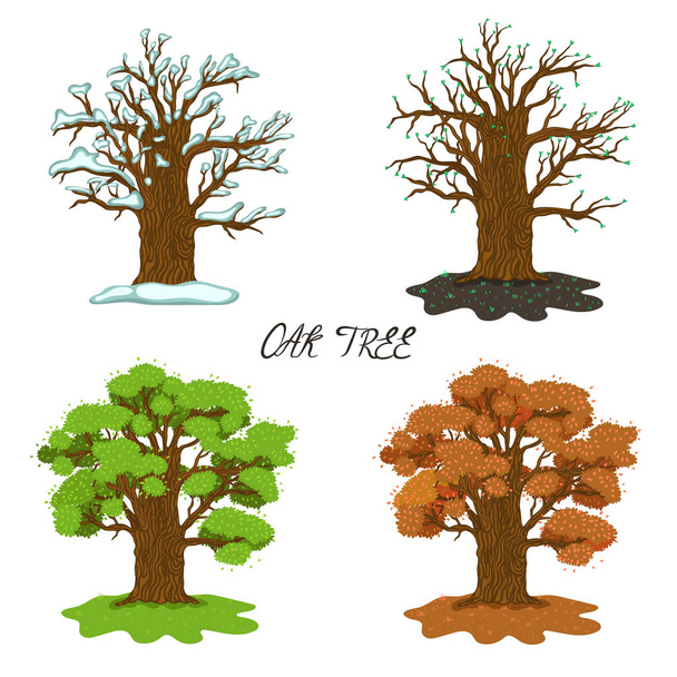 Oak in four seasons isolate on a white background. Vector image. - Vector, Image