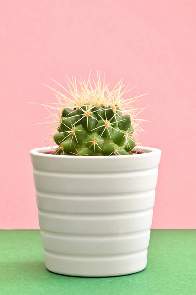 Plantas de cactus individuales sobre fondo de papel rosa
 - Foto, imagen