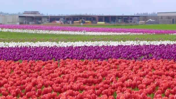 Meerkleurige tulpen groeien in een bloemenveld - Video