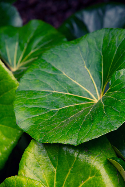 Green leaf closeup photo. Picture of green leaf - Foto, afbeelding
