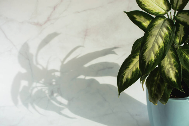 Hauspflanze im Topf und Schatten auf dem hellen Marmorhintergrund  - Foto, Bild