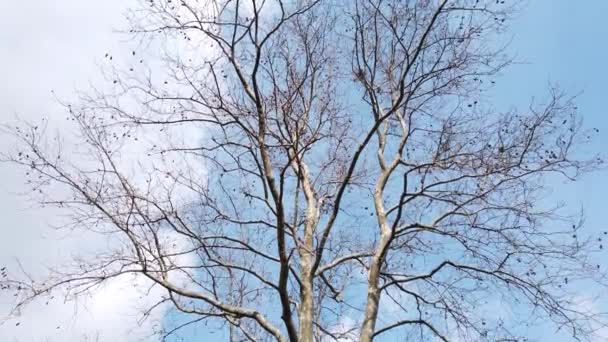 árvores caducas na estação de inverno na natureza
 - Filmagem, Vídeo