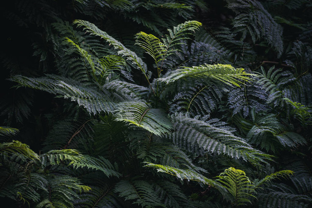 Grüne Blätter von Jacaranda mimosifolia, allgemein bekannt als Jacaranda-Baum - Foto, Bild