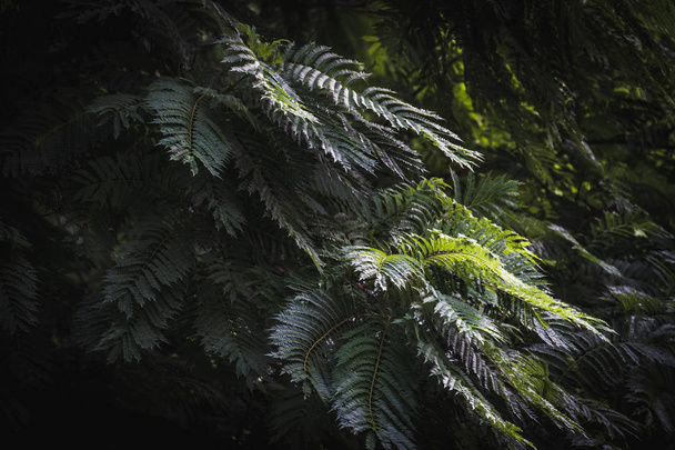 ジャカランダの緑の葉｜mimosifolia一般的にジャカランダの木として知られています。 - 写真・画像