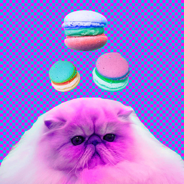 Contemporary funny art collage.  Cat macaroons lover. - Foto, Imagem
