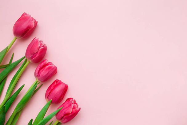 Рожеві тюльпани межують на рожевому тлі. Концепція весняних вітальних листівок. Вид зверху, плоский простір, простір копіювання
 - Фото, зображення