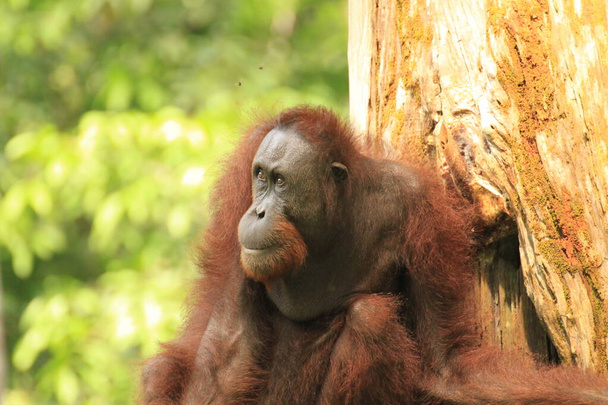 Orangutan in het Sepilok Orangutan Center in Borneo - Foto, afbeelding