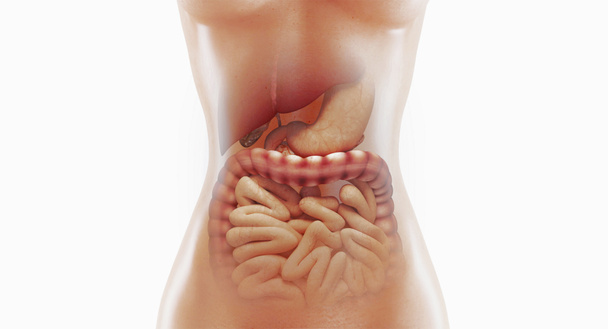 Anatomía del sistema digestivo humano, ilustración de la representación 3D
 - Foto, Imagen