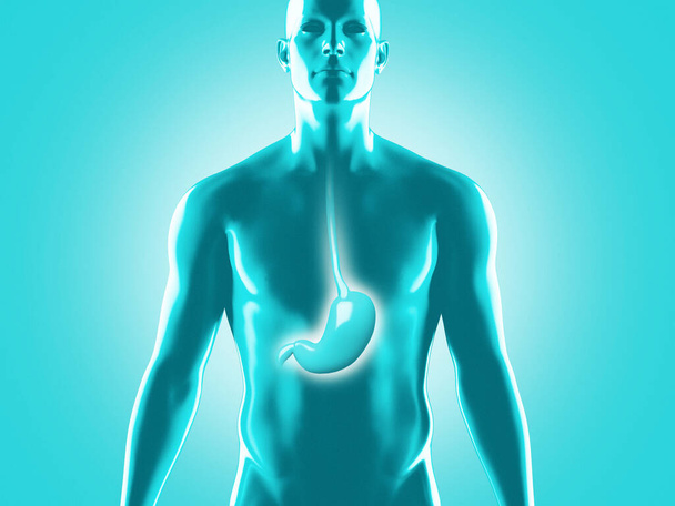 Anatomía del sistema digestivo humano, ilustración de la representación 3D
 - Foto, imagen