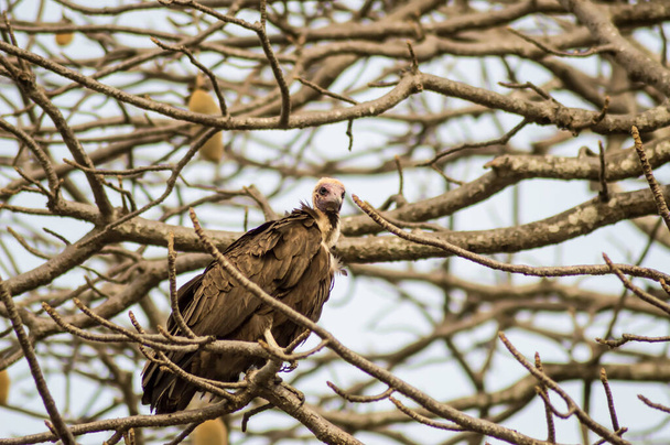 A vulture resting on the branch with a background of multiple tree branches in The Gambia - Photo, Image