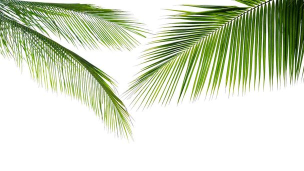 Green leave of coconut palm tree isolated on white background - Photo, Image
