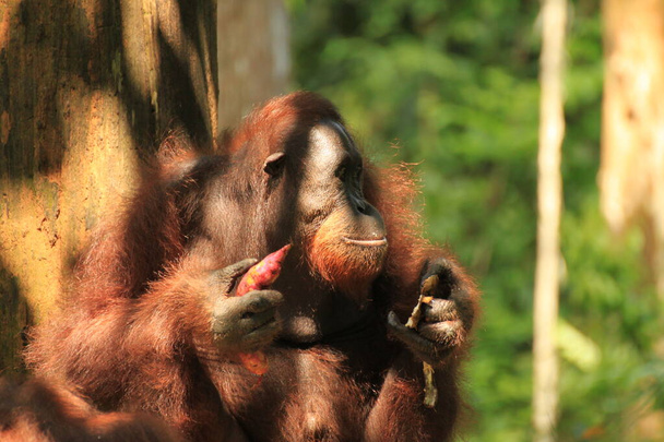 Orangutan στο Sepilok Orangutan Center στο Βόρνεο - Φωτογραφία, εικόνα