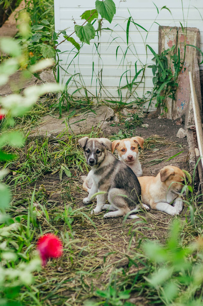 drie puppies buiten - Foto, afbeelding