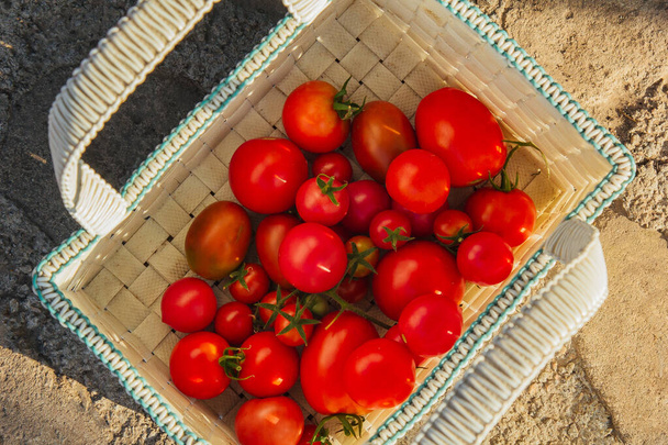Healthy eating Vegetables on the salad. Good harvest. Close-up. Fresh organic tomatoes in a basket on a wooden table in the garden - 写真・画像