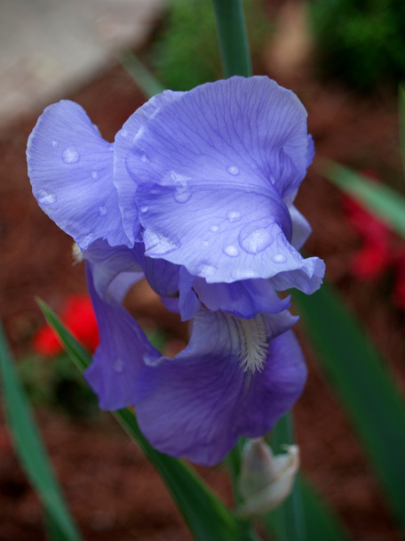 Gotas de iris
 - Foto, Imagen