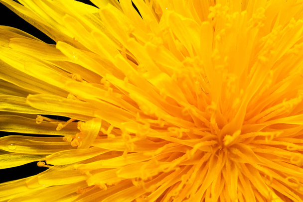 Close up view of dandelion corner - Photo, Image