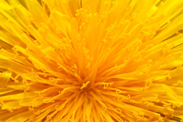 Close up view of dandelion corner - Photo, Image
