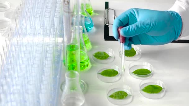 Naukowiec kapie lekiem, aby przyspieszyć wzrost na zielonych liściach w szalkach Petriego. Laboratorium mutacji genetycznych roślin - Materiał filmowy, wideo