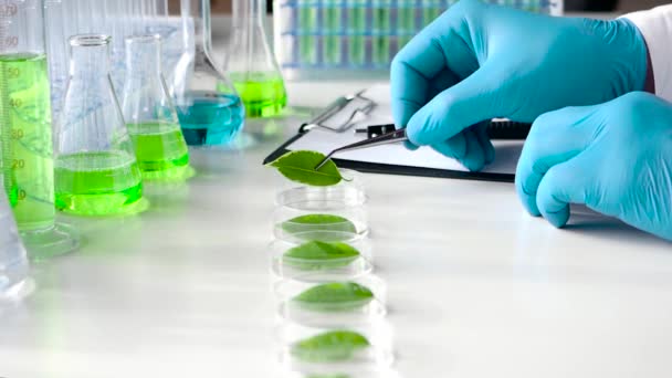 Una visione ravvicinata di uno scienziato che esamina campioni di foglie di una pianta geneticamente modificata
. - Filmati, video
