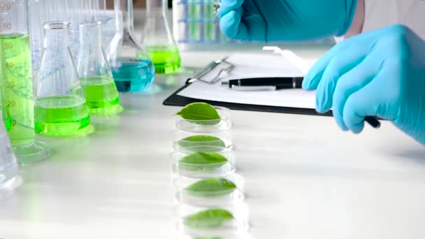Genetikai Kutatólaboratórium. Közelről nézve: a tudós zöld levelekre csepegteti a gyógyszert Petri-csészékbe. - Felvétel, videó