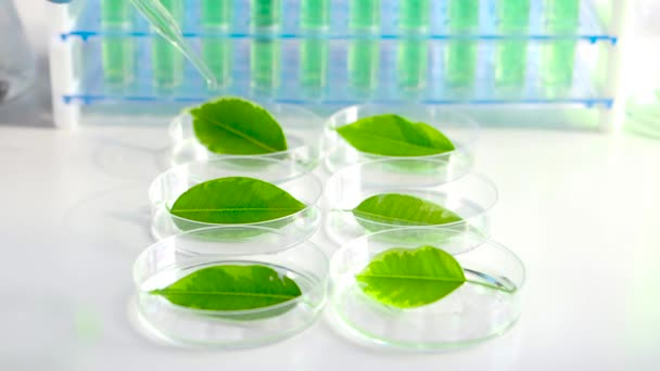 Vista da vicino di uno scienziato che gocciola un farmaco per accelerare la crescita sulle foglie verdi nelle capsule di Petri
. - Filmati, video