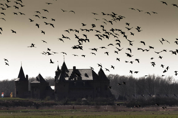 Kaunis tumma näkymä muinaisen linnan Muiderslot in Muut, Alankomaat, jossa lentävät linnut - Valokuva, kuva