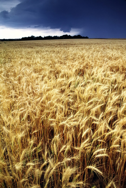 Keltainen vehnäpelto - Valokuva, kuva