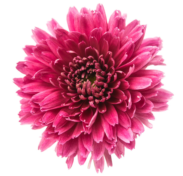Magenta-Chrysantheme - Foto, Bild