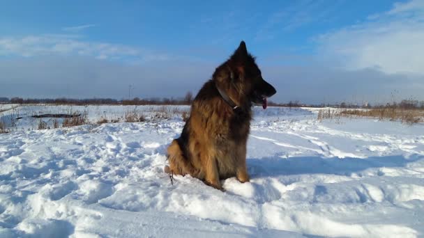 Duitse herdershond zit in de sneeuw op een ijzige dag. - Video