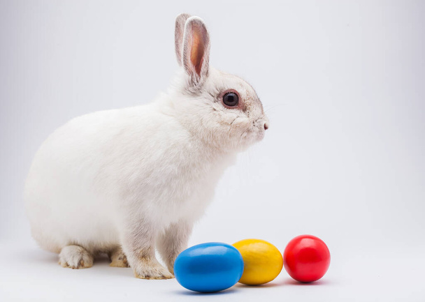 White rabbit with Easter eggs isolated. studio holiday background - Foto, Imagem