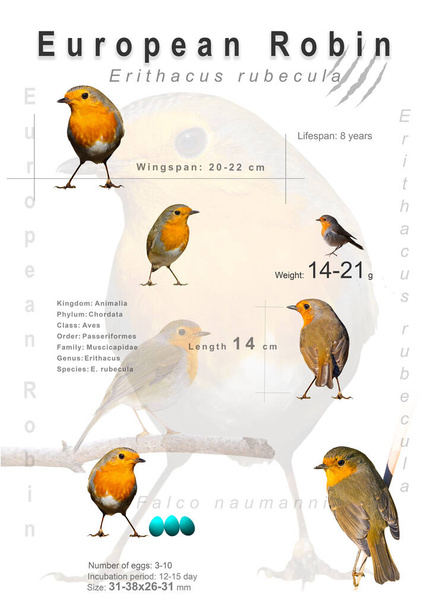 Cartel de aves. Información sobre especies de aves. Imágenes aisladas. Fondo blanco. Pájaro: Robin europeo. Erithacus rubecula
. - Foto, imagen